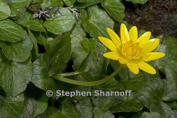 ranunculus ficaria 2 graphic